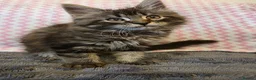 Maine Coon cats for sale: Gorgeous, sociable maine coon kittens  - Advert 9