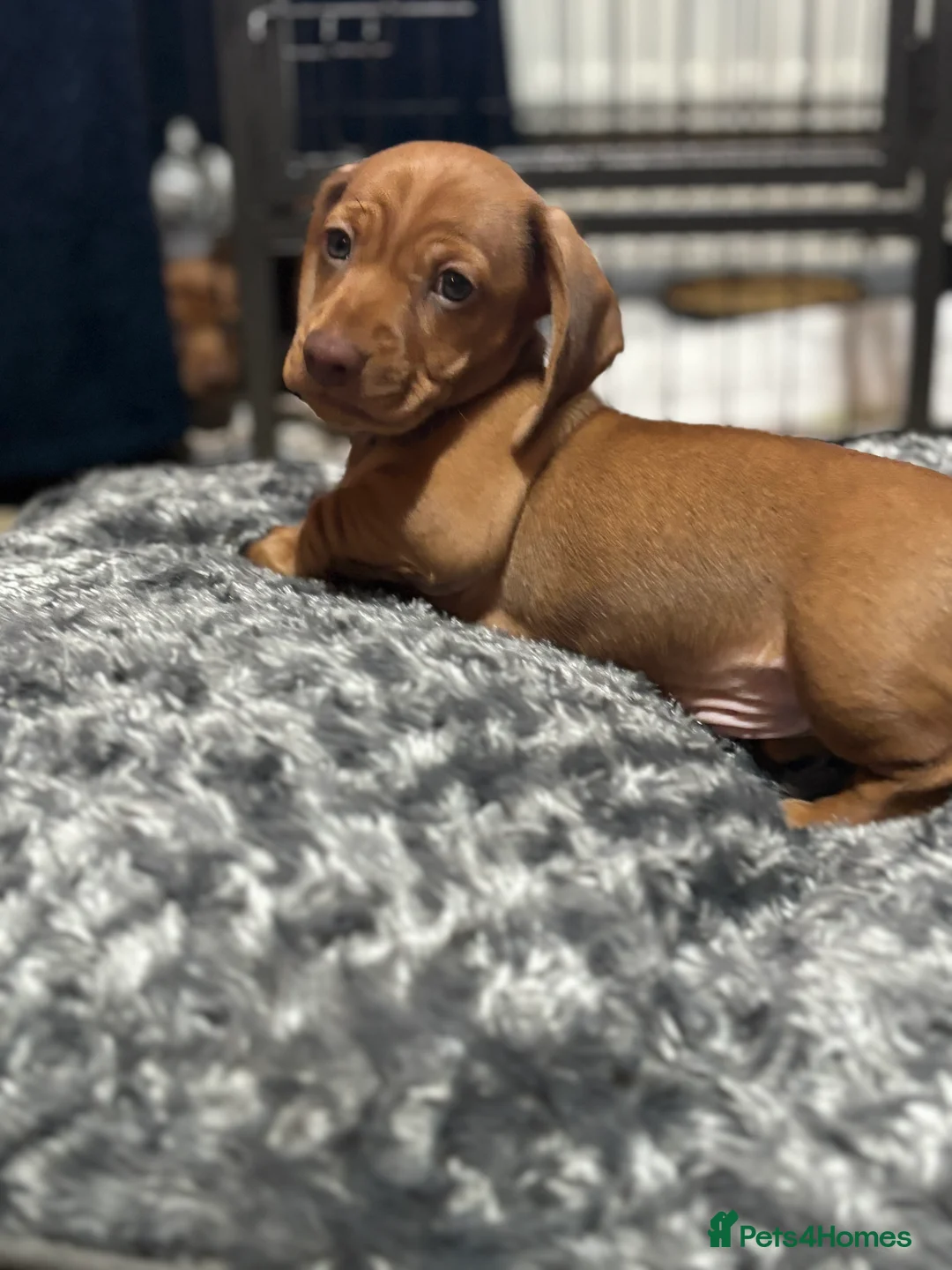 Miniature Dachshund dogs for sale: Beautiful shaded red miniature  dachshund puppies  - Advert 7