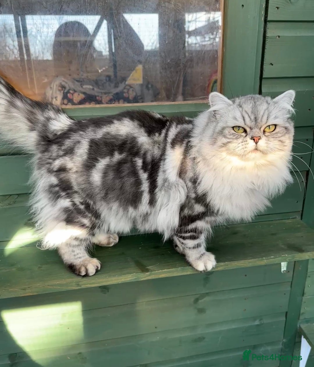 Burmese Cat Most Intelligent Biggest Breed Of Cat Burmese Lap Cats