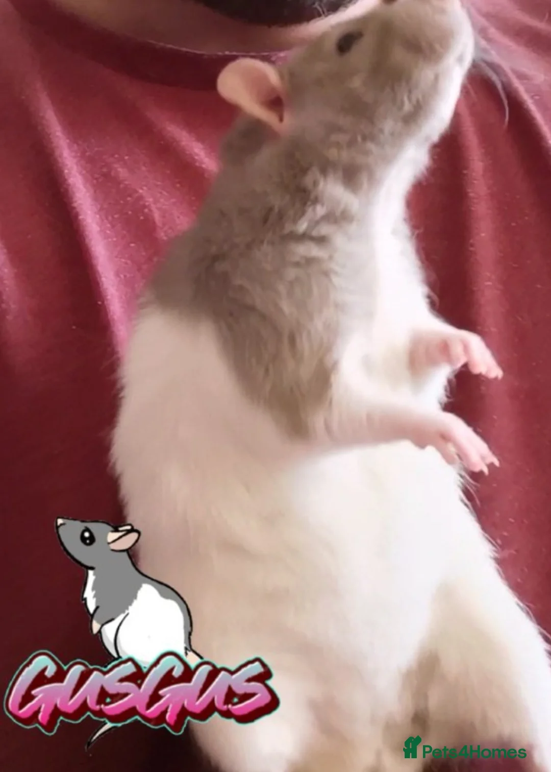 Rat rodents for sale: Dumbo rats mixed buck and does available  - Advert 2