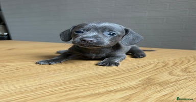 Miniature Dachshund dogs - Advert 3