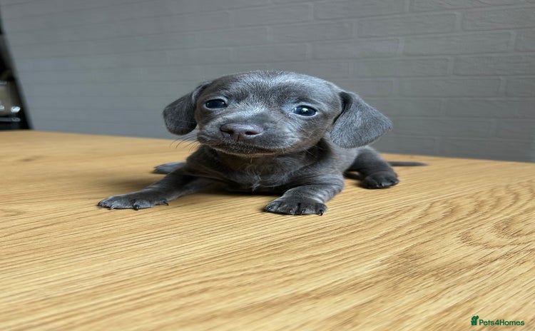Miniature Dachshund dogs - Advert 16