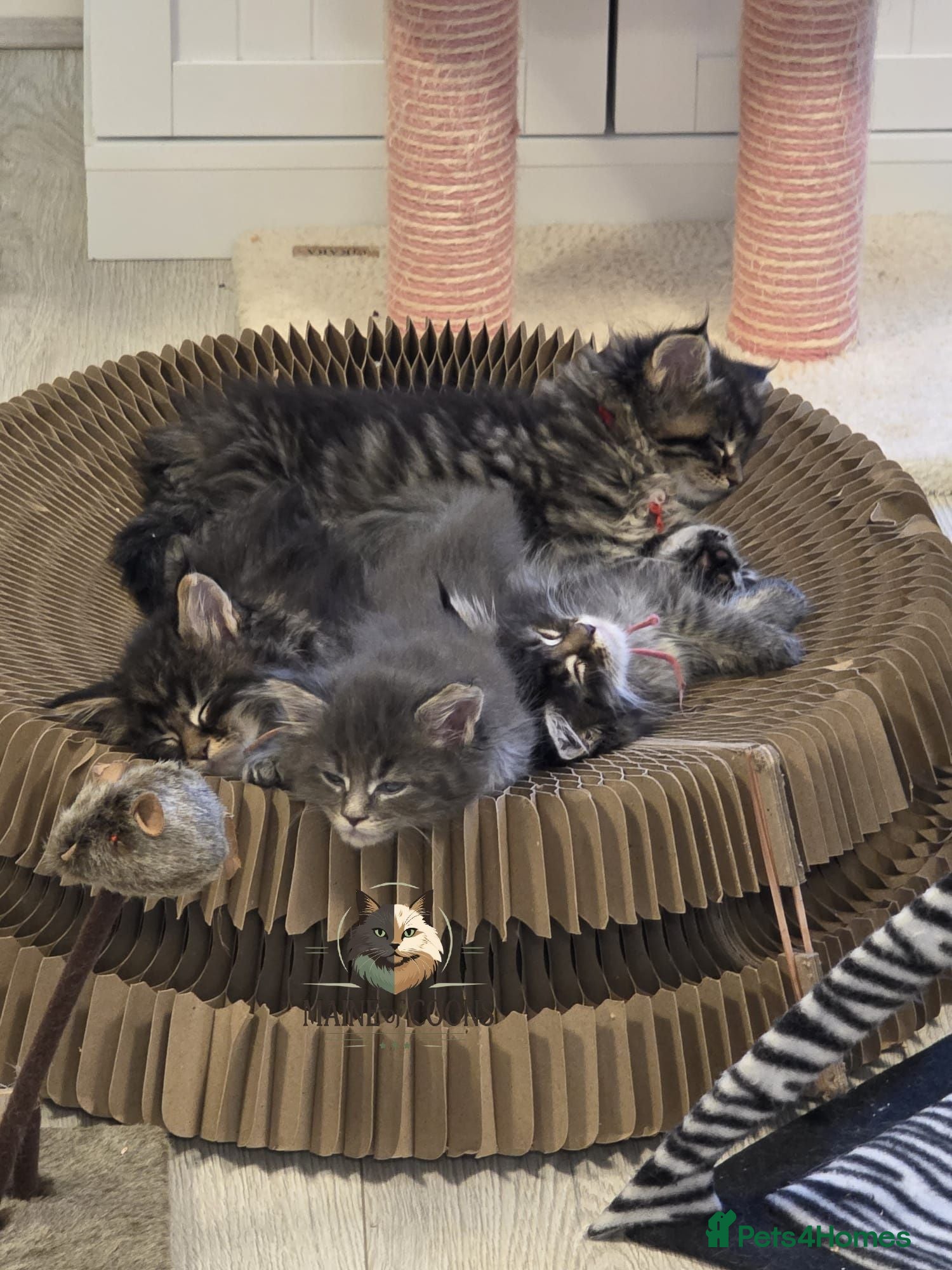 Maine Coon cats Maine coon kittens - Advert 1