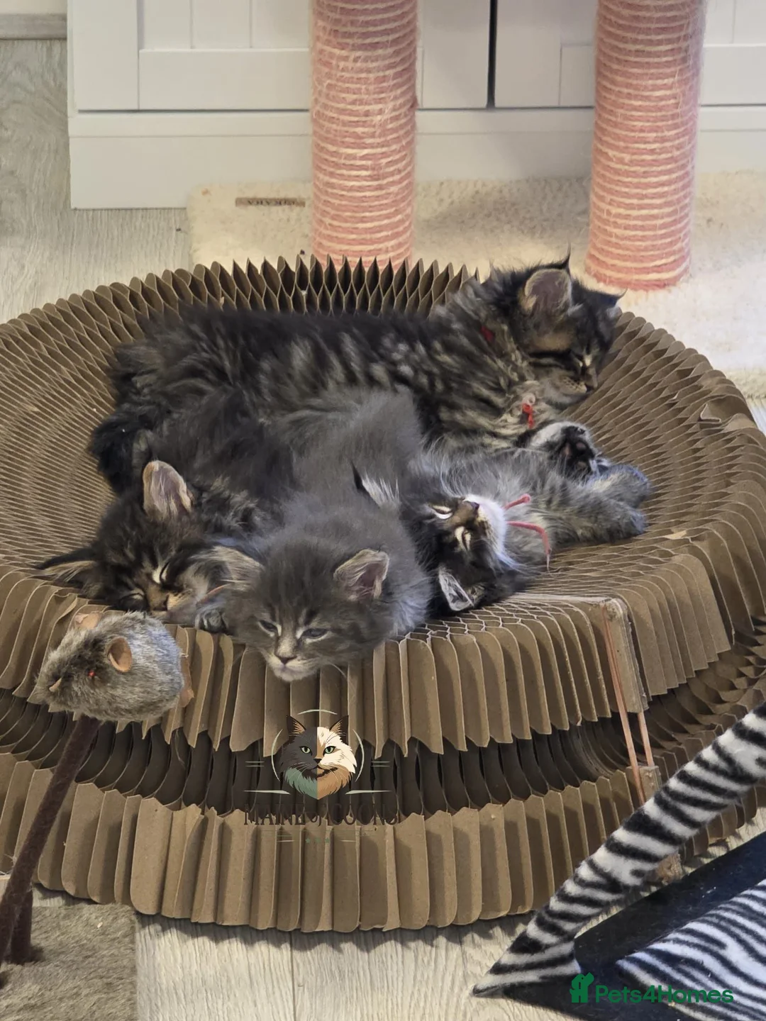 Maine Coon cats for sale: Maine coon kittens - Advert 1