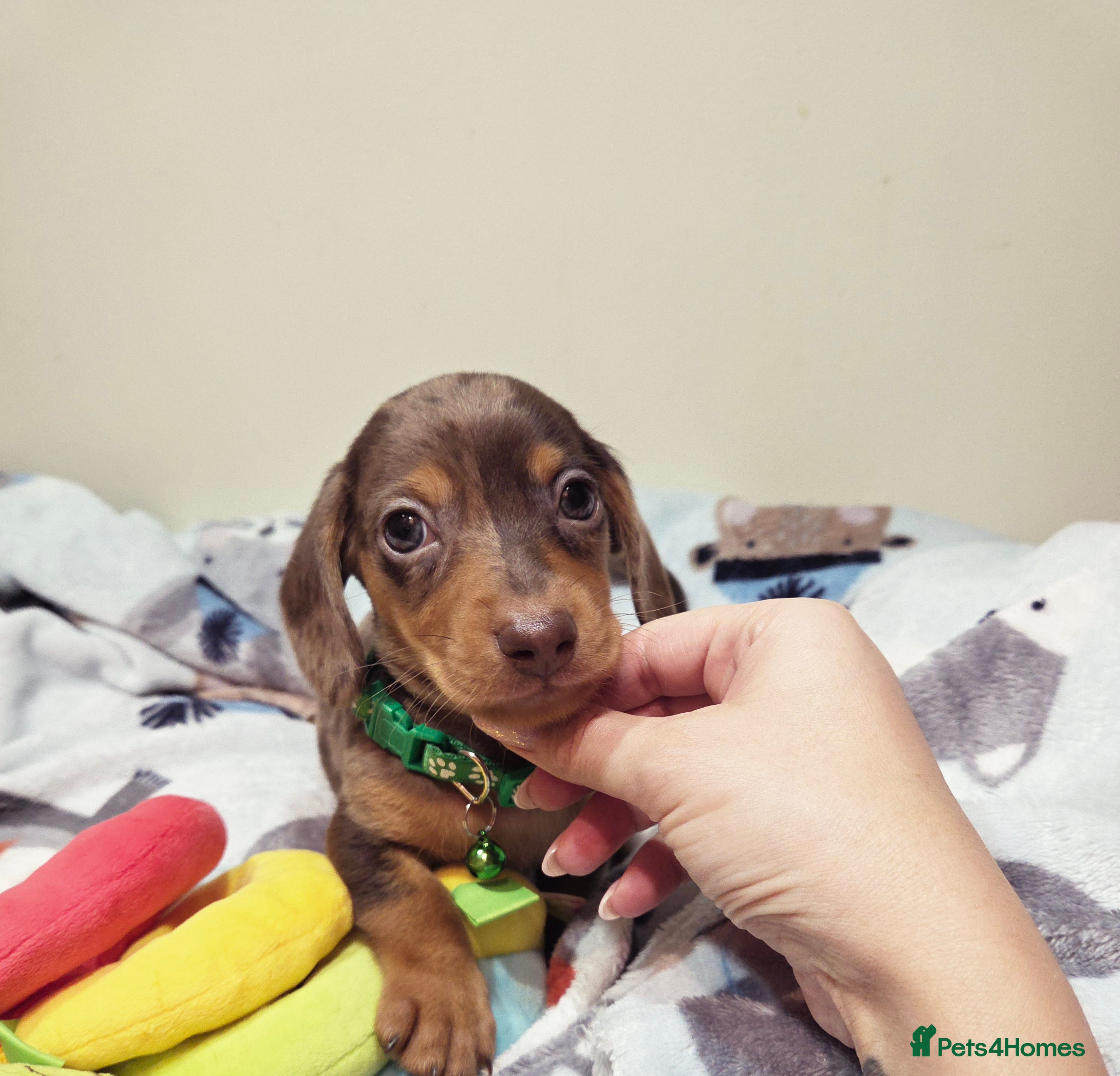 Miniature Dachshund dogs Kc Miniature  Dachshund  - Advert 2