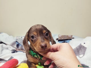 Miniature Dachshund dogs Kc Miniature Dachshund - Advert 1