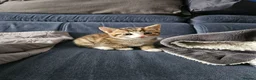 European cats for sale: Lovely kittens in Woking - Advert 3