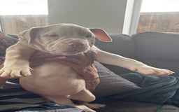 English Bulldog dogs for sale: Puppies for sale - Image 5