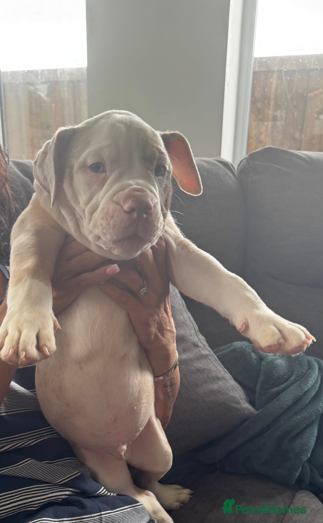 English Bulldog dogs for sale: Puppies for sale - Image 5