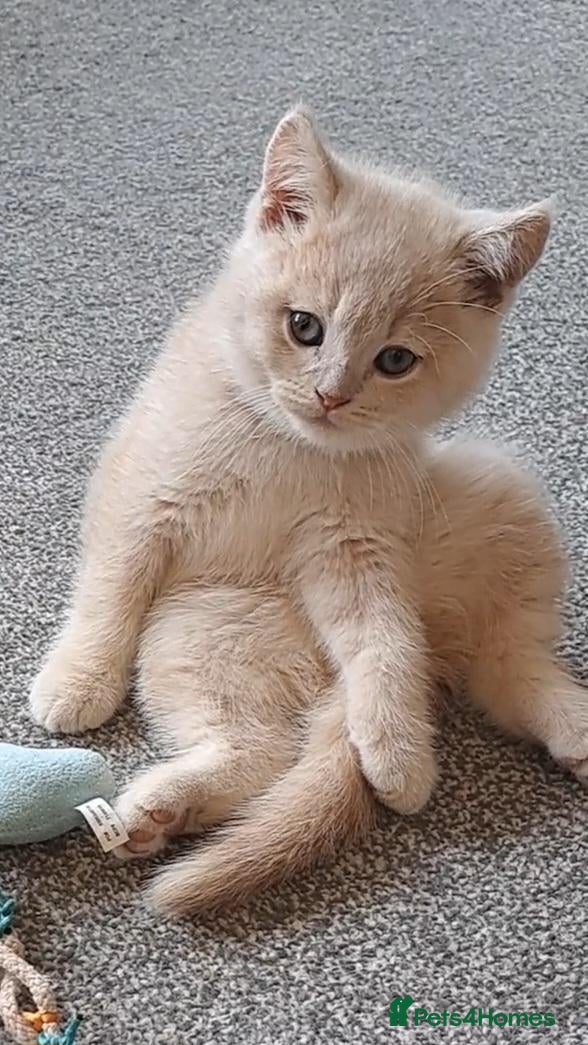 British Shorthair cats Sale. Gorgeous purebreed BSH kittens - Advert 2