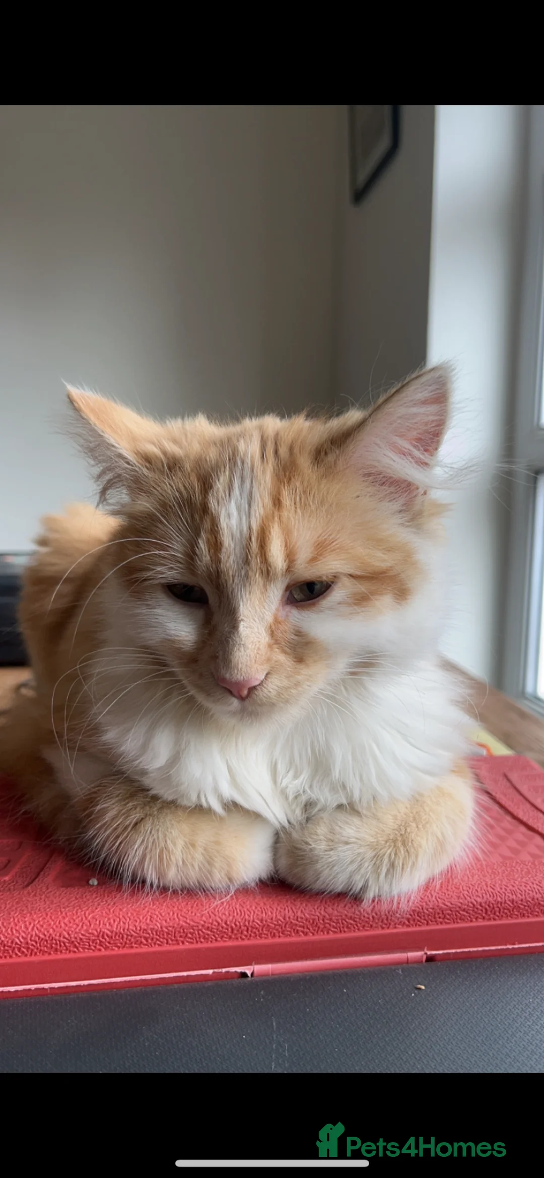 Mixed Breed cats for sale: Henry, the last stunning ginger kitten  - Advert 9