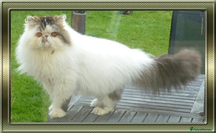 Persian cats - Advert 1