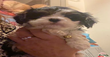 Cavalier King Charles Spaniel dogs King Charles cavalier  - Advert 4