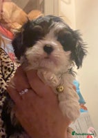 Cavalier King Charles Spaniel dogs King Charles cavalier - Advert 4