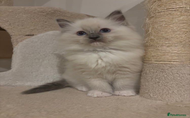 Ragdoll cats - Advert 15