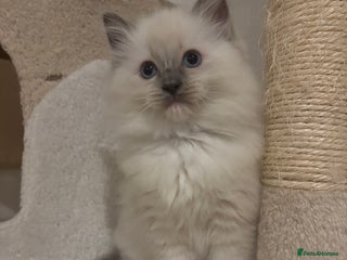 Ragdoll cats - Advert 34