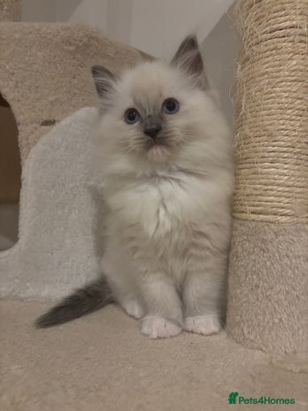 Ragdoll cats - Advert 15