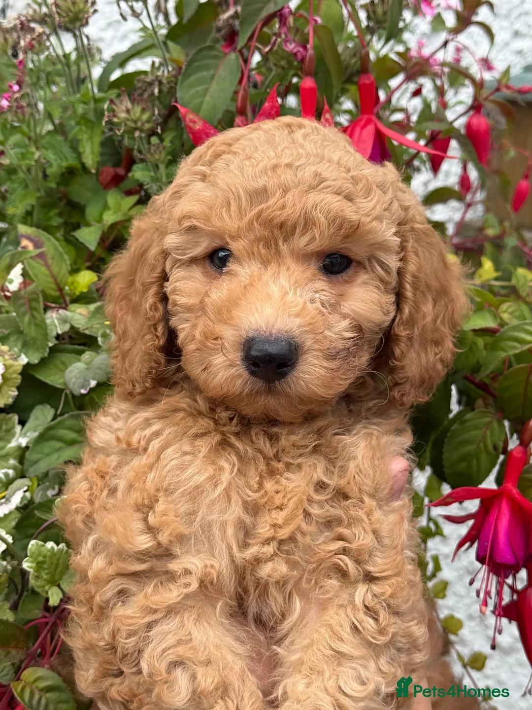 Miniature Poodle dogs for stud: Deep red miniature poddle for stud  - Advert 2