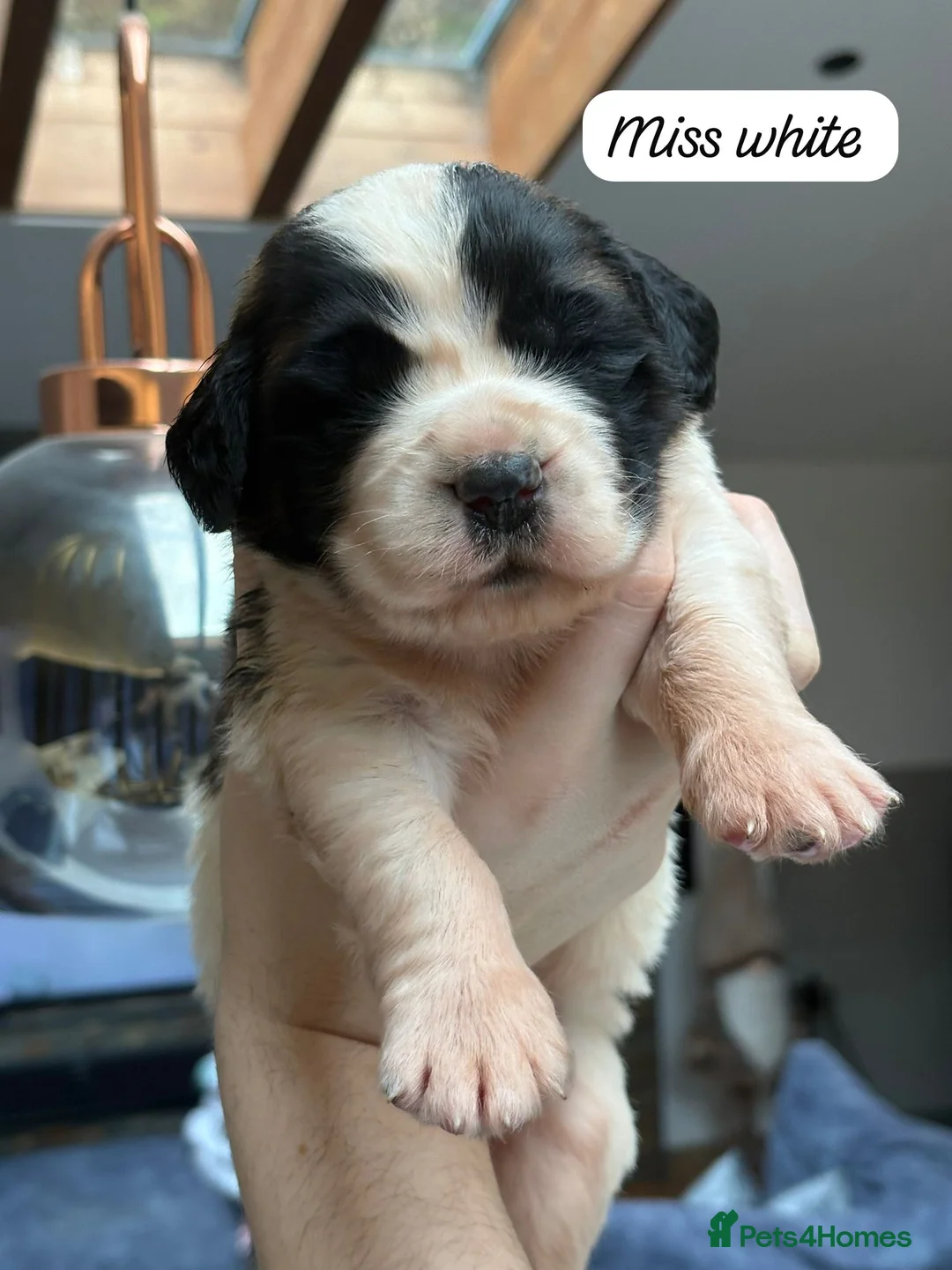 Saint Bernard dogs for sale: Outstanding Saint Bernard KC Reg Puppies  - Advert 8