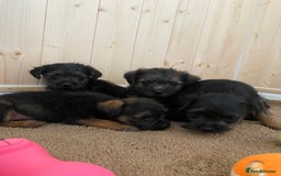 Border Terrier dogs for sale: Border terrier pups  - Image 4