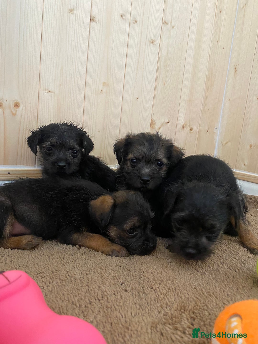 Border Terrier dogs for sale: Border terrier pups  - Image 4
