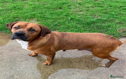 Mixed Breed dogs for sale: Boxer x Rottweiler (Boxweiler) - Image 2