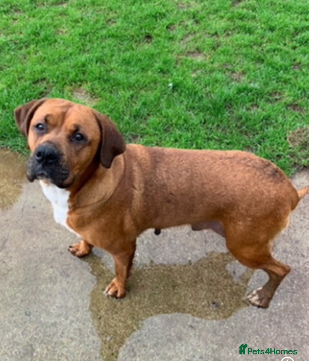 Mixed Breed dogs for sale: Boxer x Rottweiler (Boxweiler) - Image 2