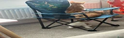 Mixed Breed cats for sale: Gorgeous, playful kittens for sale - Advert 5
