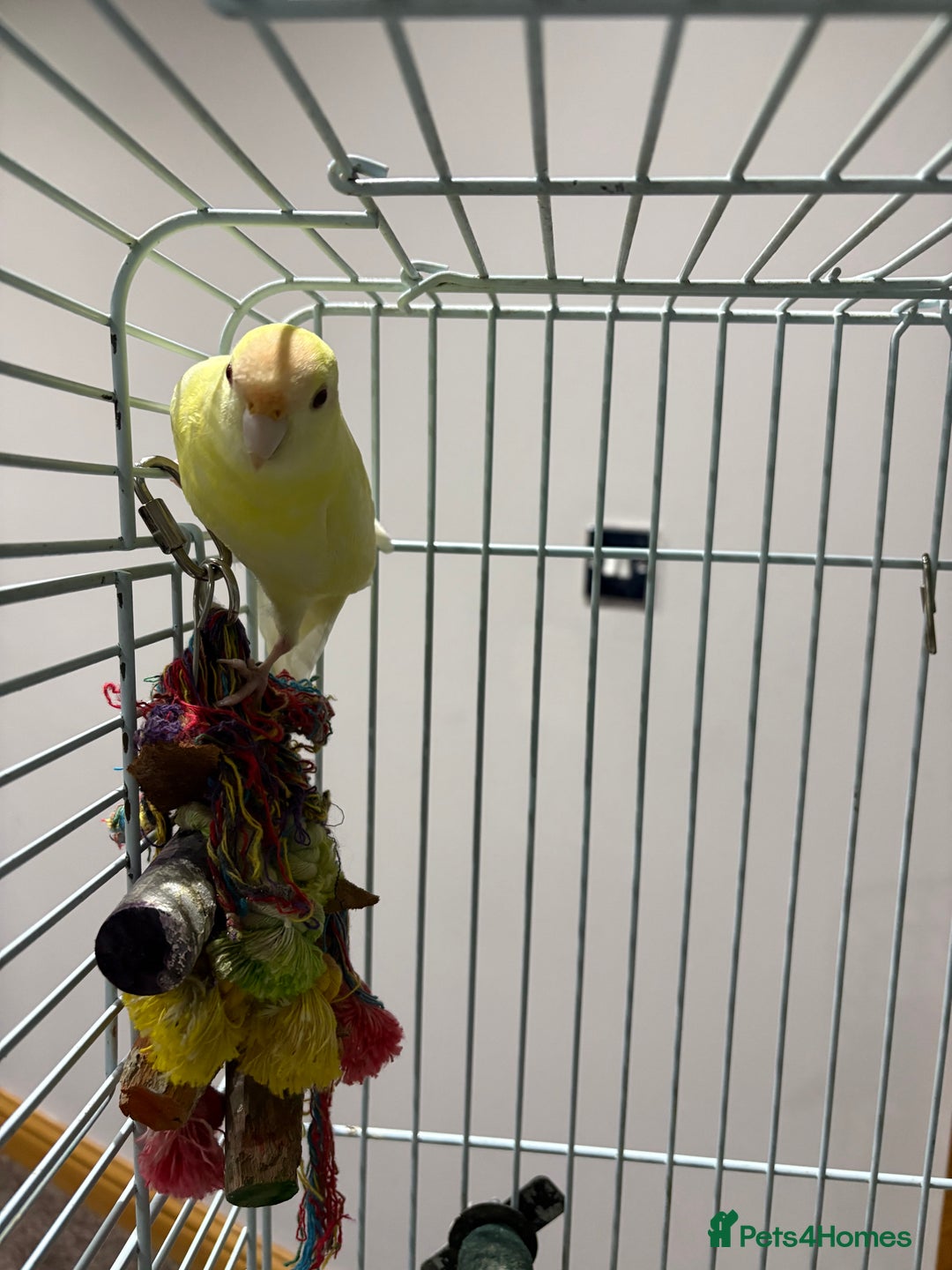 Parakeets birds for sale: Parakeet - Advert 3