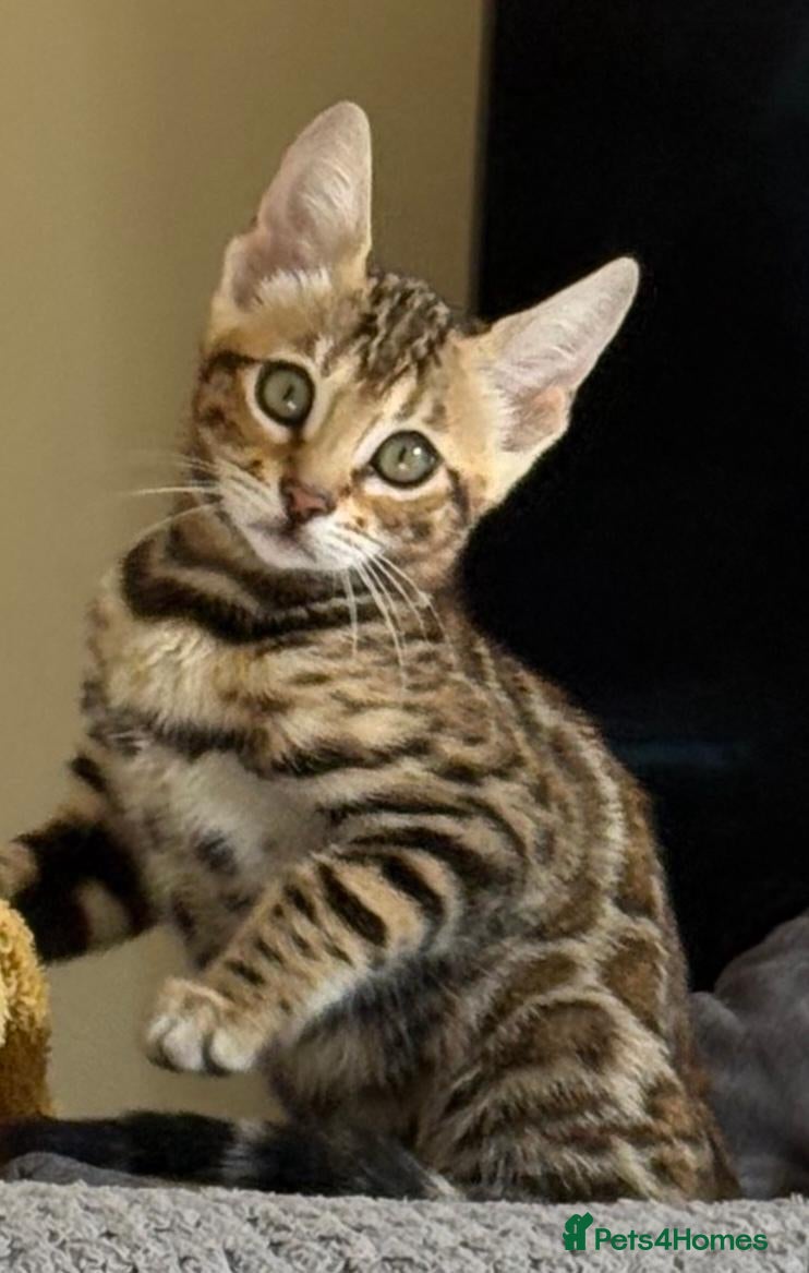 Bengal cats Stunning Bengal Kitten. Girl. TICA Registered. - Advert 2