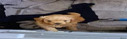 Pomapoo dogs for sale: Goldilocks and 3 little  curly black bears.  in Peterhead - Advert 8