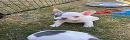 French Bulldog dogs for sale: 🐾 5⭐ DWKC Registered Puppies 🐾 - Advert 2