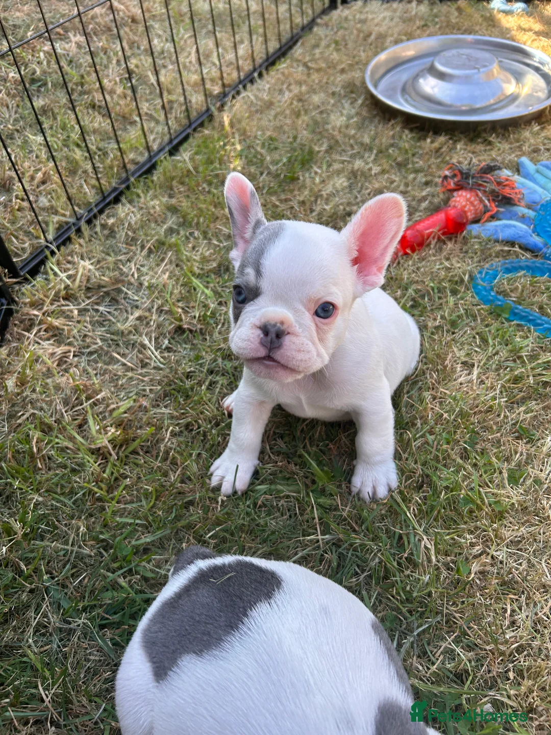 French Bulldog dogs for sale: 🐾 5⭐ DWKC Registered Puppies 🐾 - Advert 2