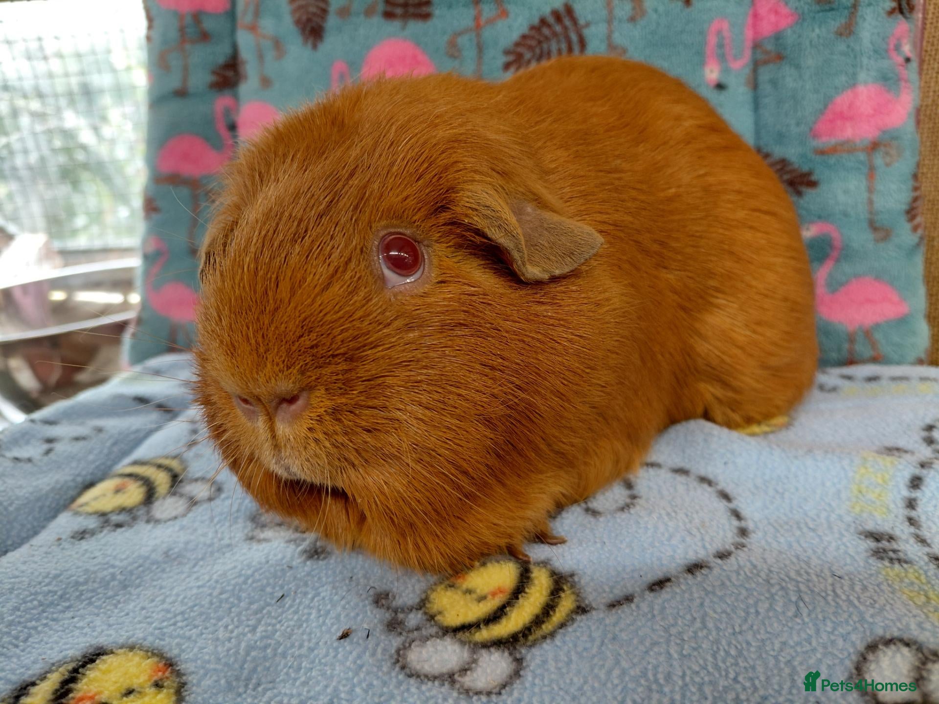 Guinea Pig rodents Young Adult Teddy Sow/Retired Young Adults  - Advert 10