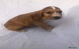 Cocker Spaniel dogs for sale: Cocker Spaniel Puppies for sale  - Image 7