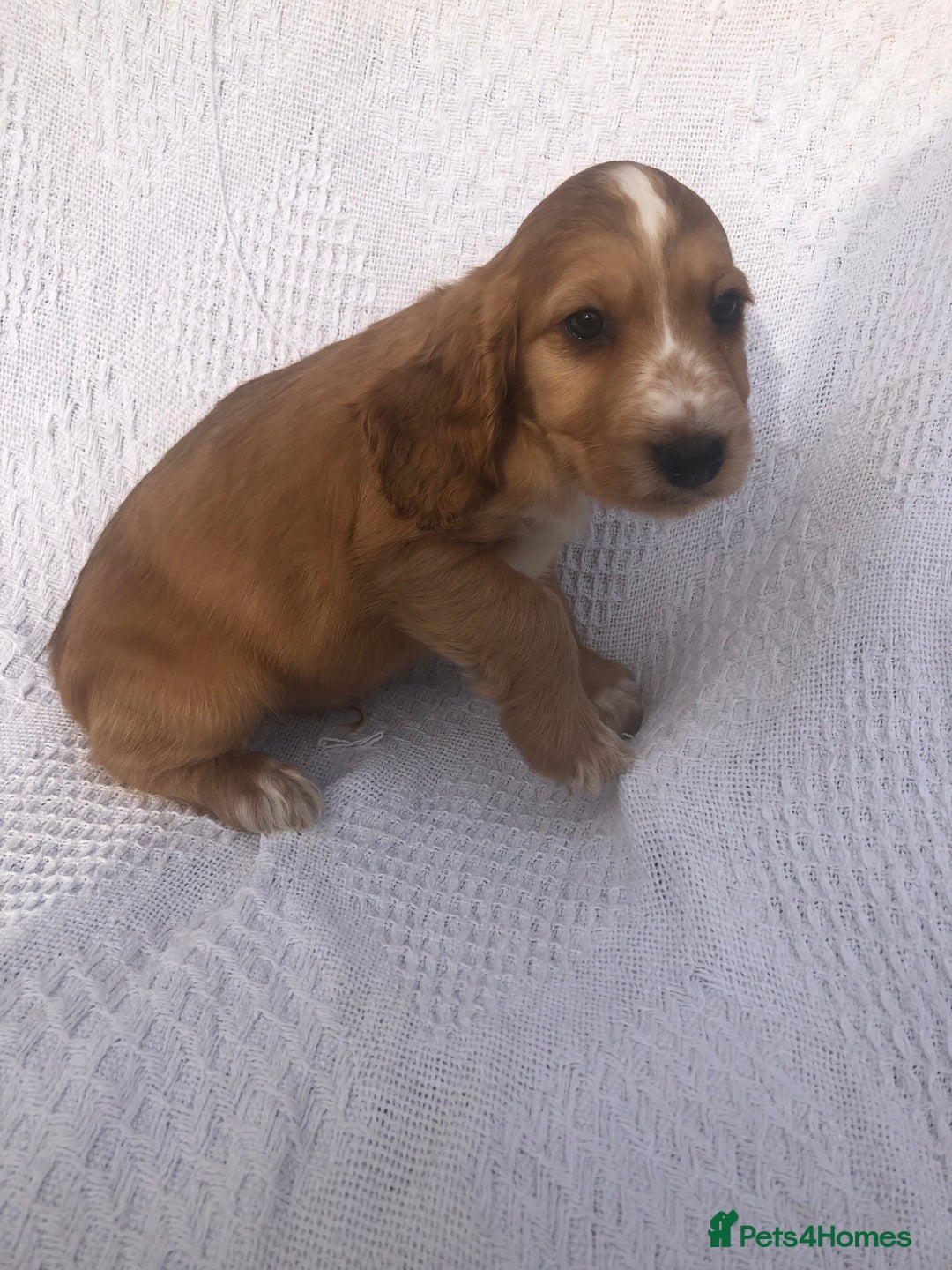 Cocker Spaniel dogs for sale: Cocker Spaniel Puppies for sale  - Image 7