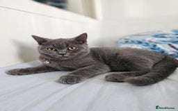 British Shorthair cats for sale: British Shorthair  - Image 2