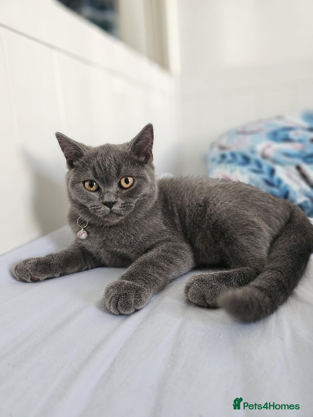 British Shorthair cats for sale: British Shorthair  - Image 2