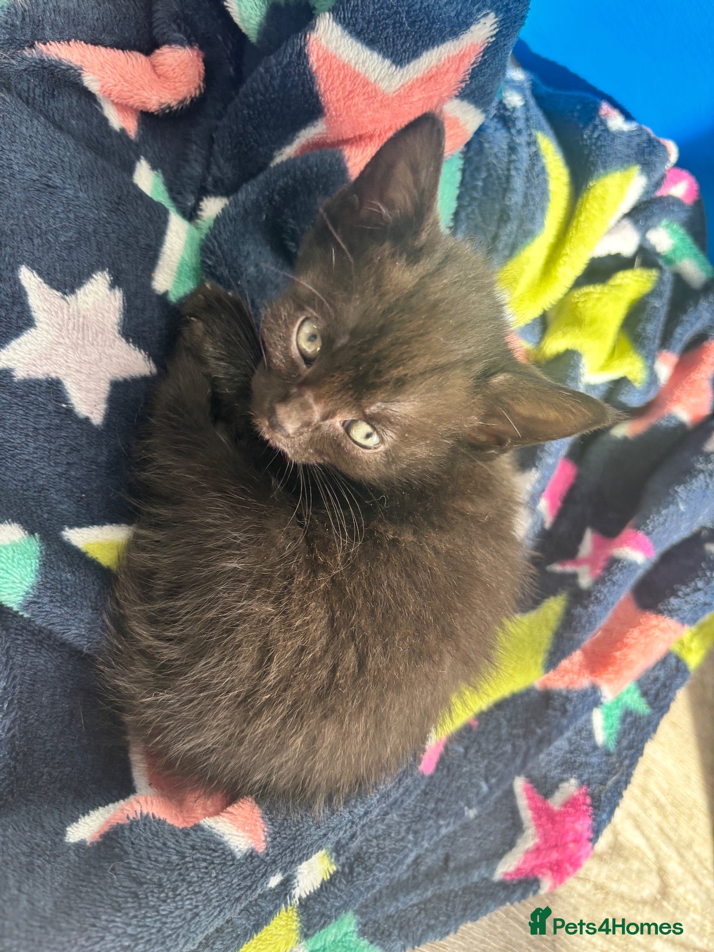 Domestic Shorthair cats KITTENS LOOKING FOR NEW HOME - Advert 16