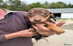 Mixed Breed dogs for sale: Dachshund x border collie - Image 6