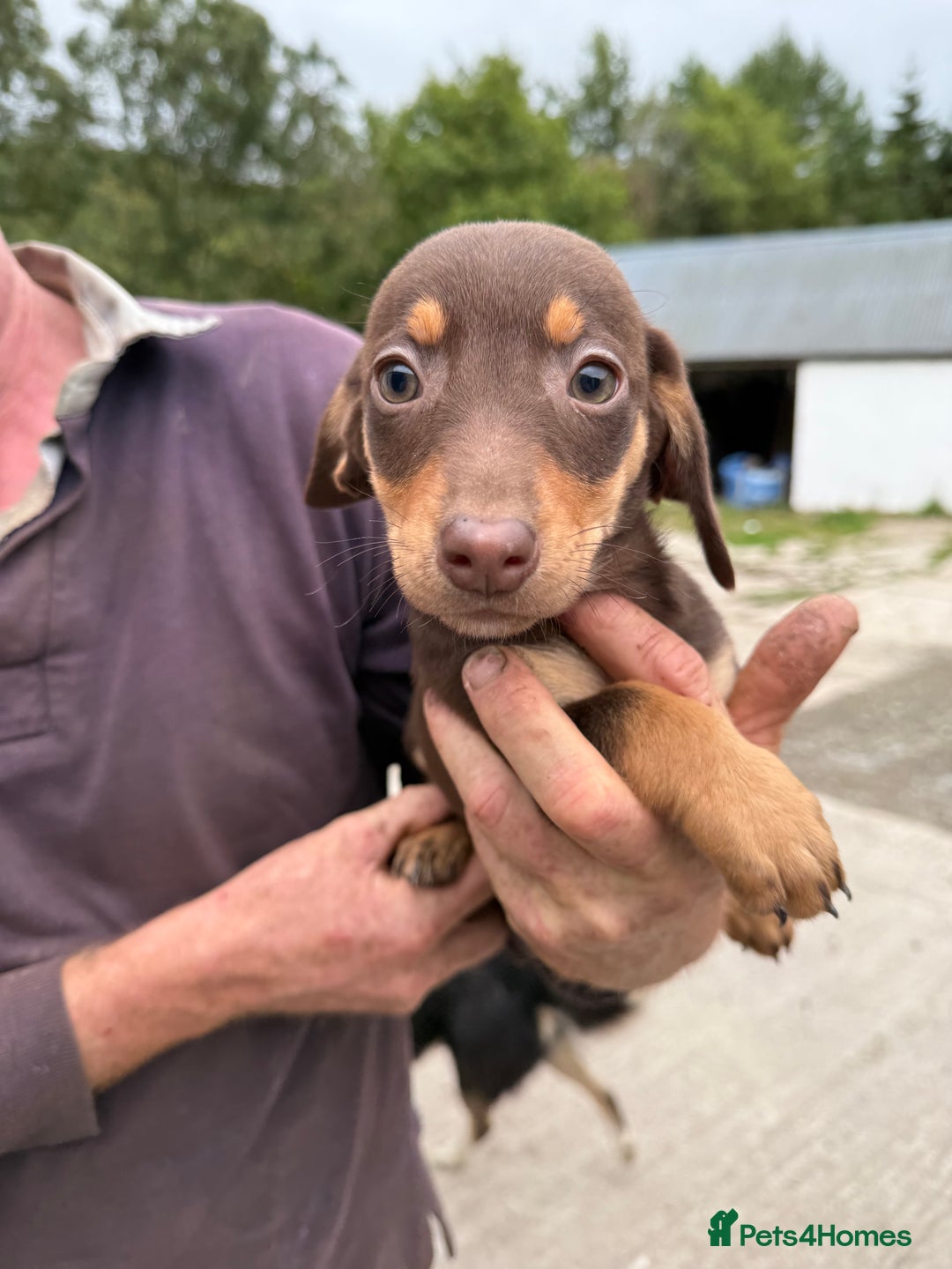 Mixed Breed dogs for sale: Dachshund x border collie - Image 6