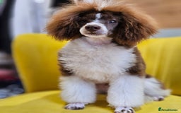 Cavapoo dogs for sale: Adorable Cavapoo Pups fully health tested parents - Image 38