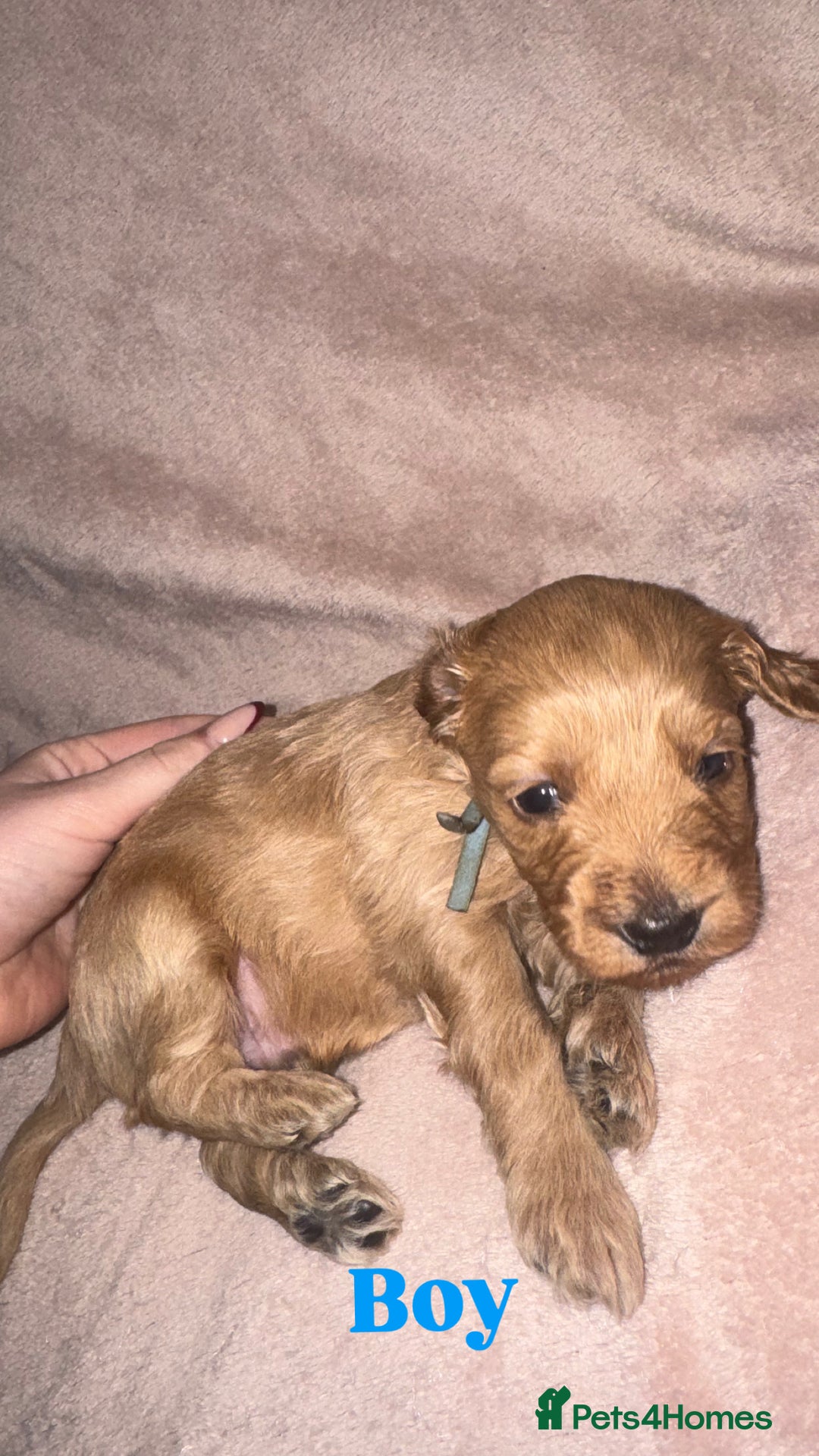 Cockapoo dogs for sale: Cockapoo Puppies  - Advert 5