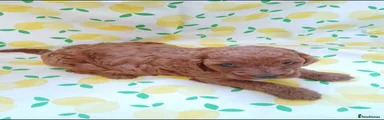 Cavapoo 2
