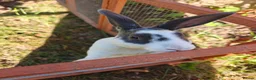 Rex rabbits for sale: Mini Rex Rabbits  - Advert 28