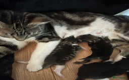 Domestic Shorthair cats for sale: BEAUTIFUL KITTENS FOR SALE, READY TO GO 29th AUG - Image 11