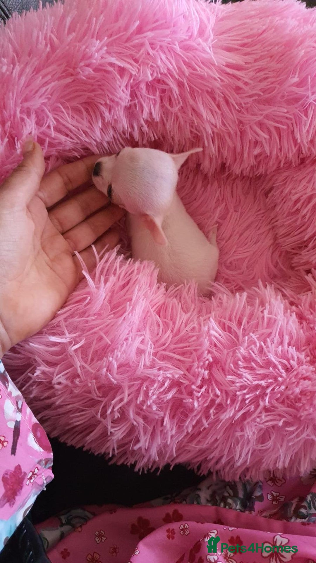 Chihuahua dogs for sale: Adorable 🐶🥰 Mini Girl Available  - Image 12