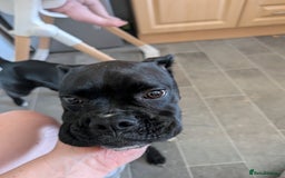 Boxer dogs for sale: Sealed Bridle Boxer Puppy - Image 4