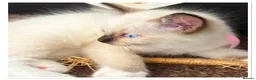Ragdoll cats for sale: 6 cute pure breed Ragdoll kittens 2 boys 4 girls  - Advert 12