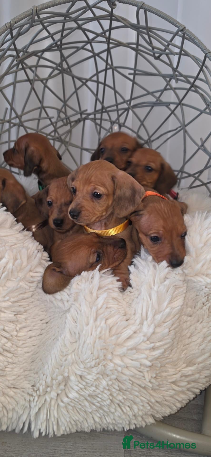 Miniature Dachshund dogs Beautiful Miniature Dachshund Puppies🐾4Girls4Boys - Advert 13